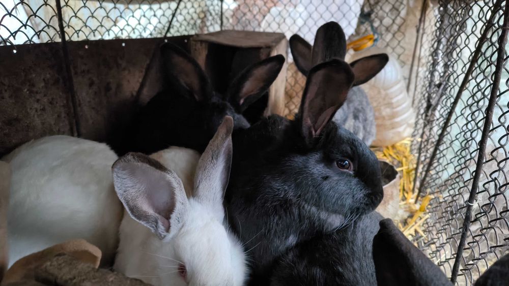 Продам річних кроликів