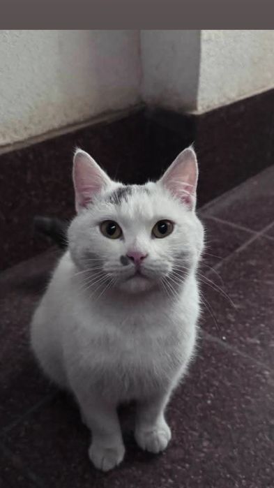 Отдам белого кота, 7 месяцев, кастрирован