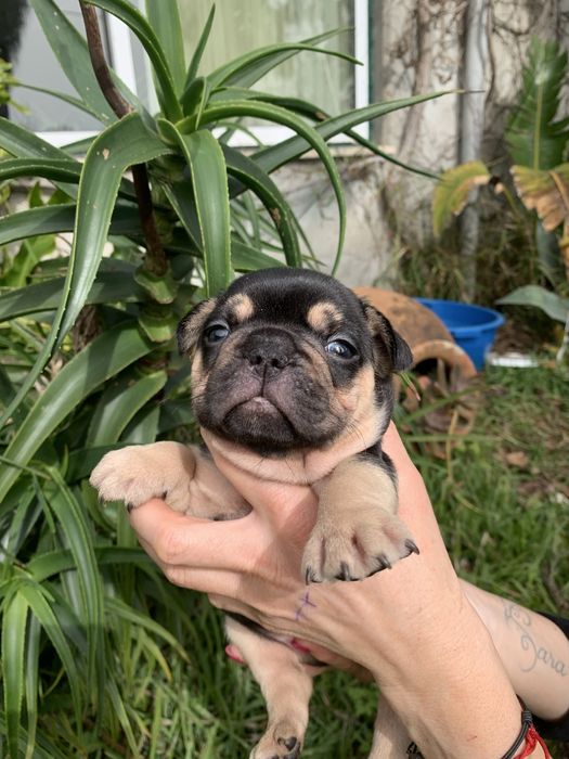 Bulldog black tan