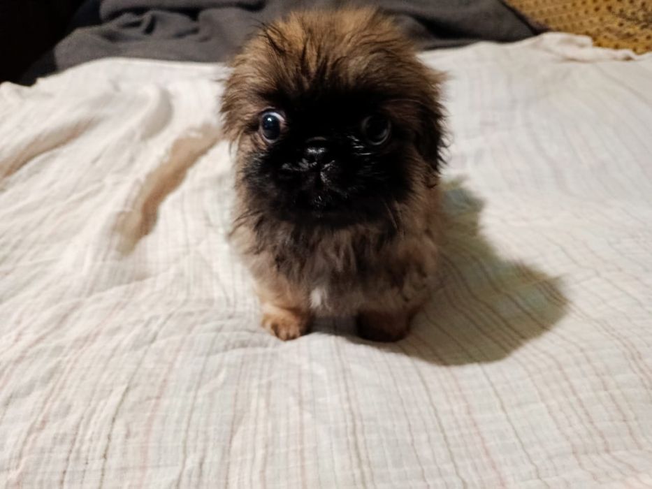 Продам пікінесів