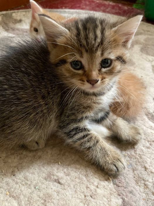 Котики всім бажаючим