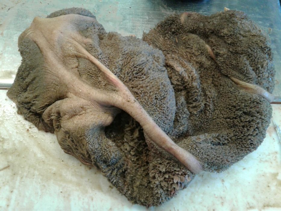 Яловичий рубець – натуральний КОРМ ДЛЯ СОБАК. Доставка по області