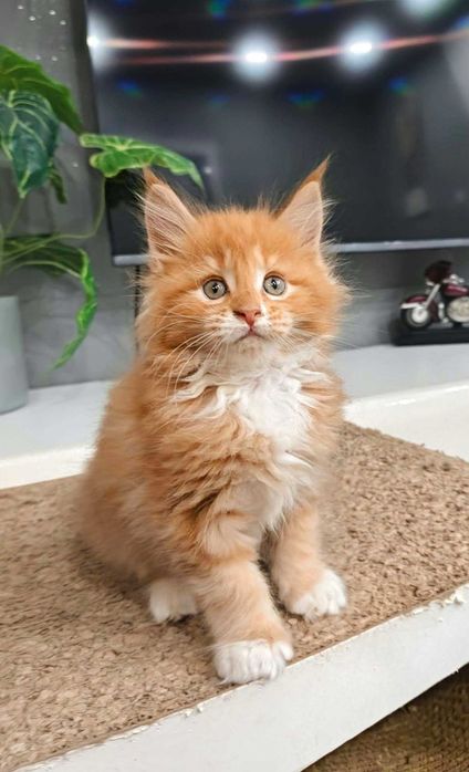 Kocurek Maine Coon