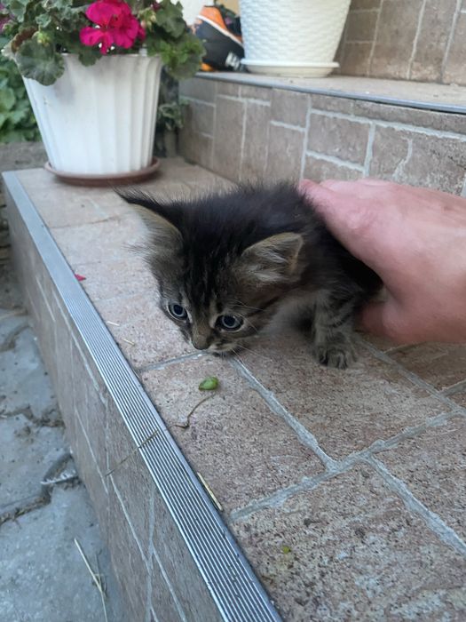 Котик | Кіт | Кішка | різних кольорів