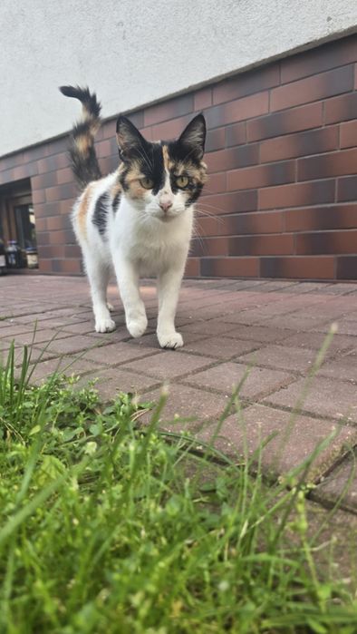 Trójkolorowa koteczka szuka domu