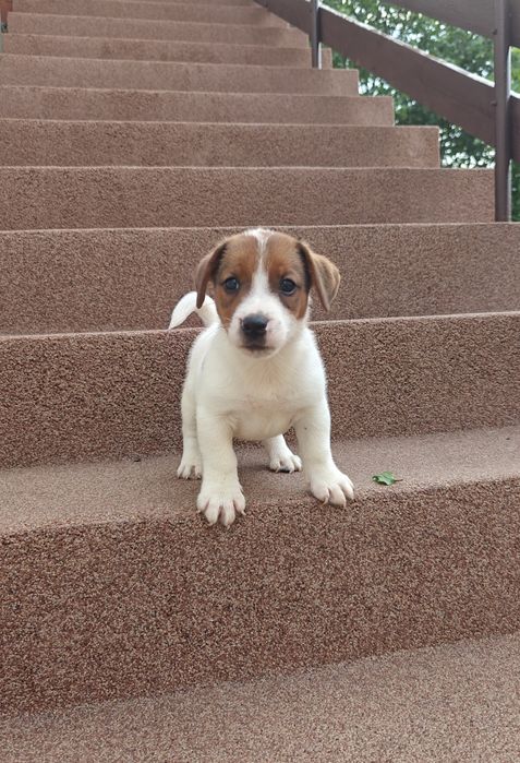 Jack russell terrier piesek