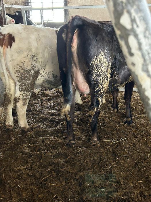 Jałówki wysokocielne