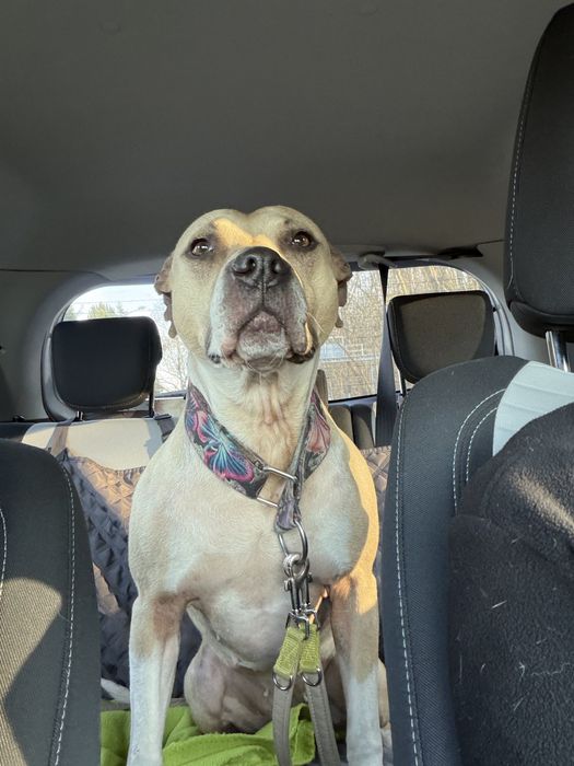 Renesme pilnie szuka domu