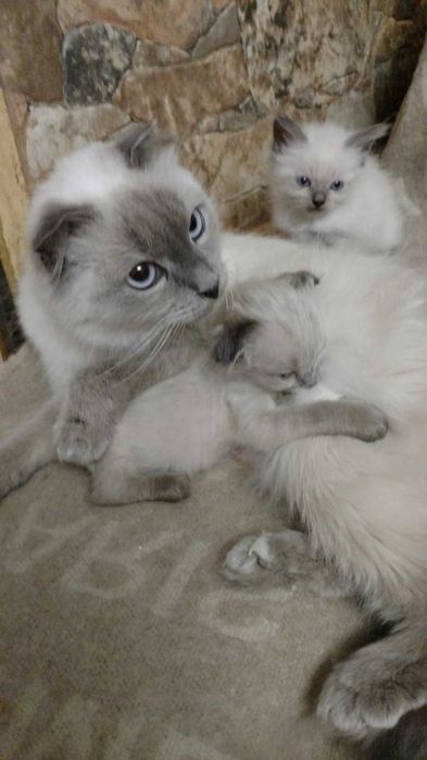 Невский маскарадный котёнок