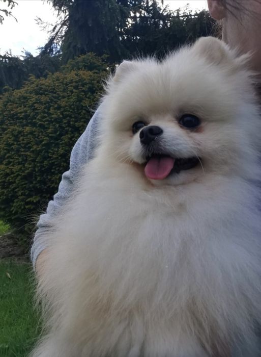 Suczka pomeranian  typ misia