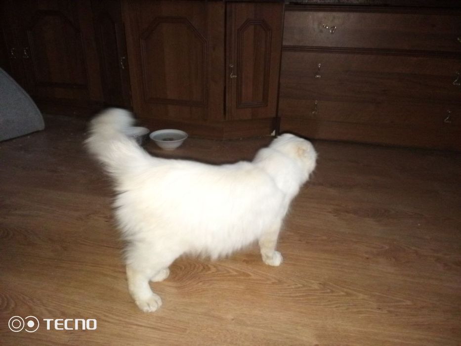 Віддам в добрі руки