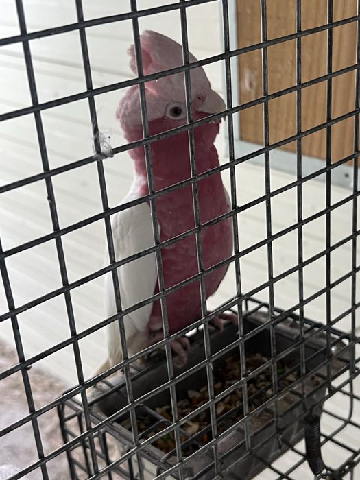 Cacatua Galah casal macho lutino