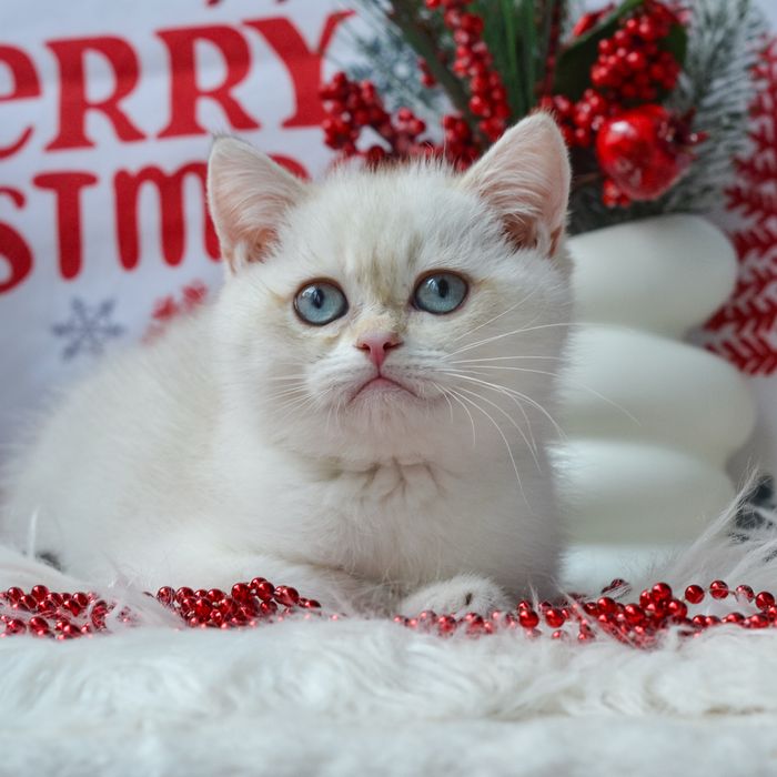 Британський блакитноокий малюк