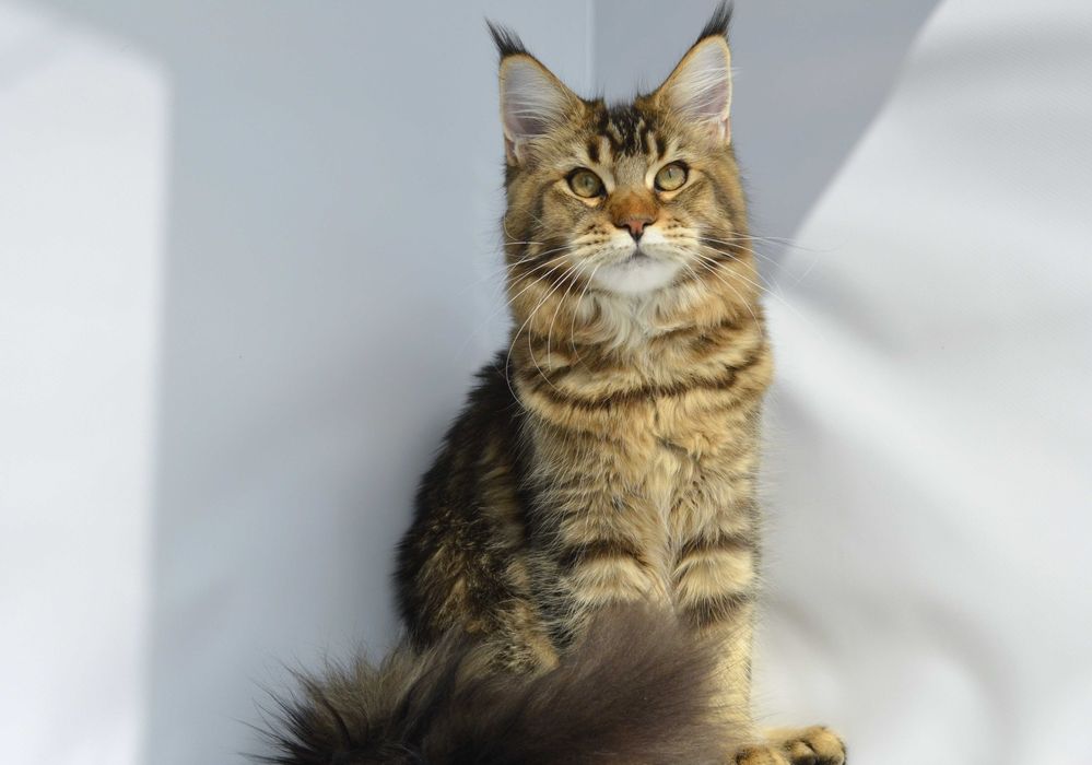 Мейн кун. Девочка