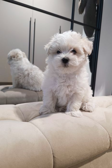 Maltańczyk, samiec, rodowód