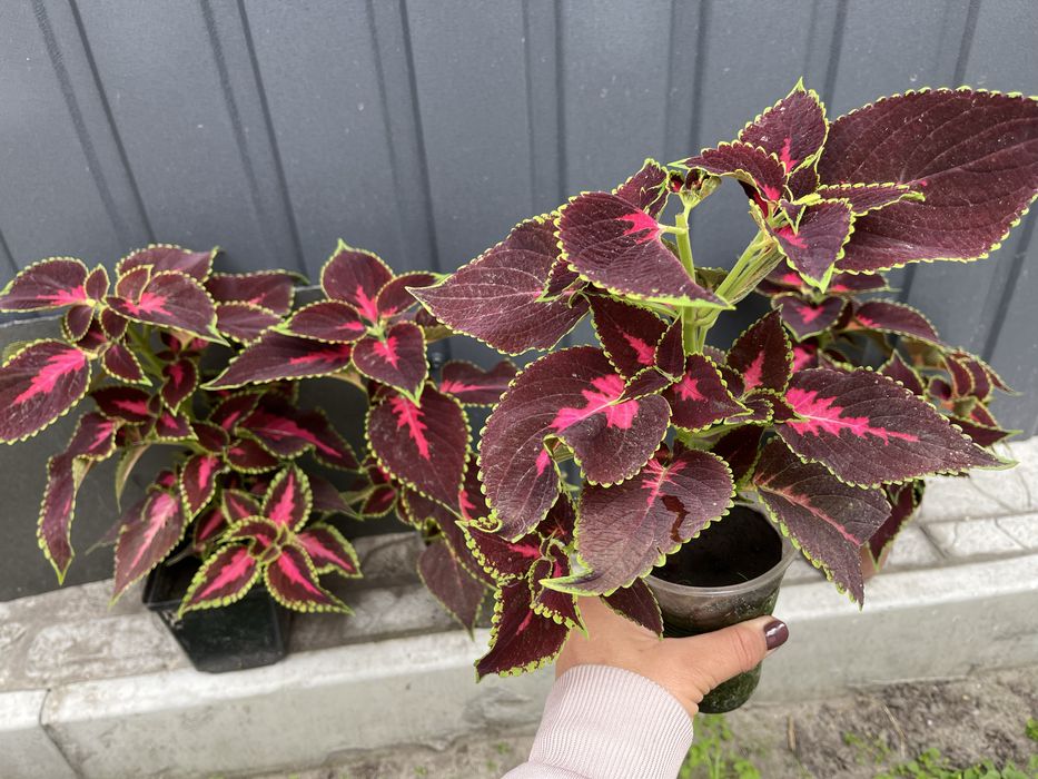 Квіти , колеус, плектрантус