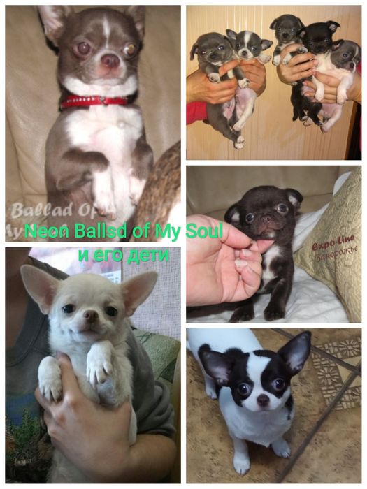 В'язка чіхуахуа 2xCACIB, 3xCAC, окрас ліловий, КСУ-FCI