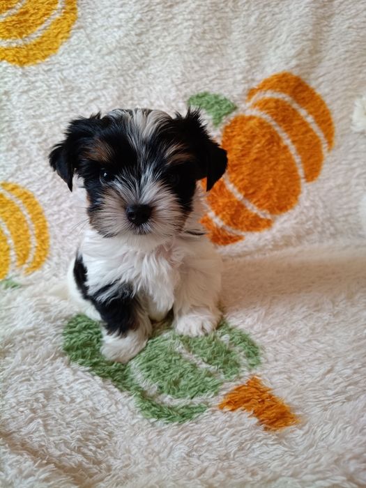Biewer Yorkshire Terrier ZkwP FCI