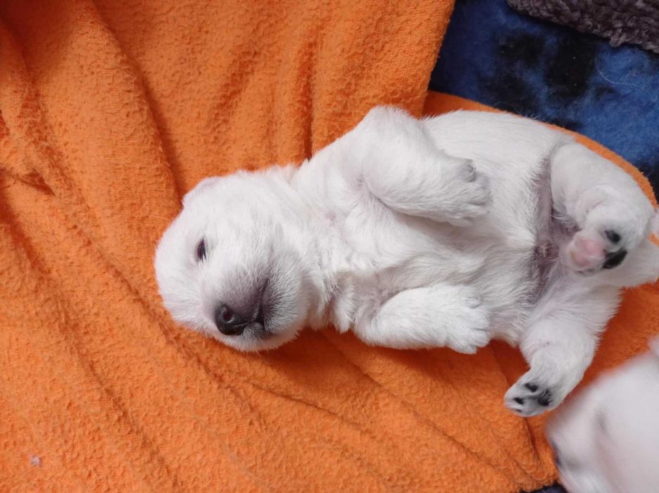 West highland White Terrier