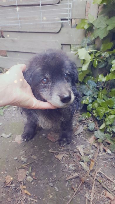 piesio  Misio szuka fajnych człeków