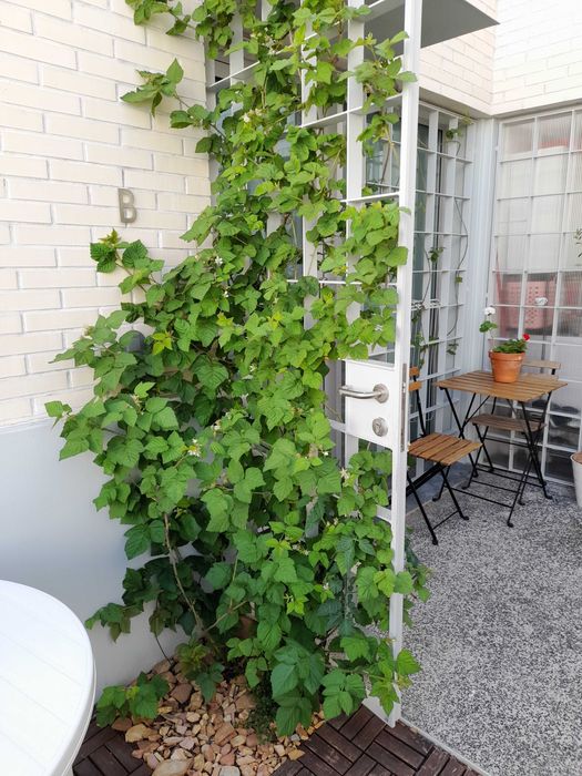 Rebentos de Framboesa