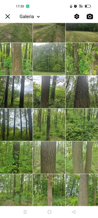 Działka leśna 2.60 ha