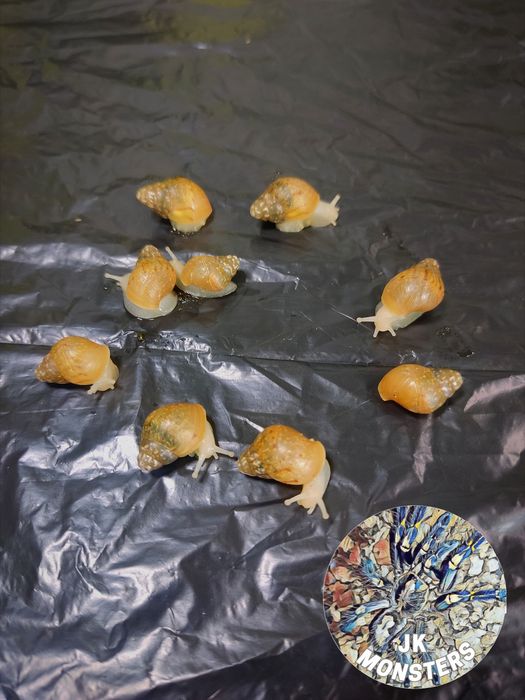 Ślimak afrykański Lissachatina fulica albino body