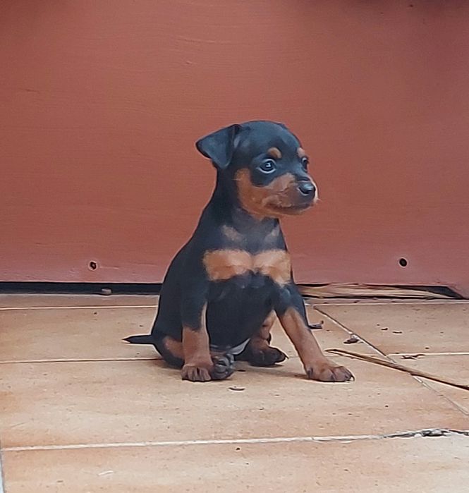 Pinscher miniatura