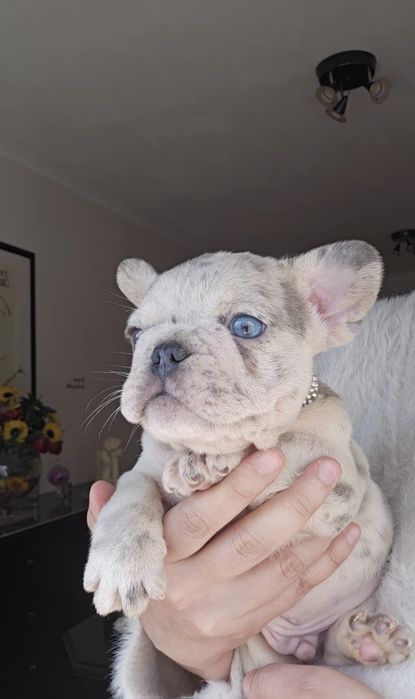 Bulldog Francês Lilac Platium merle