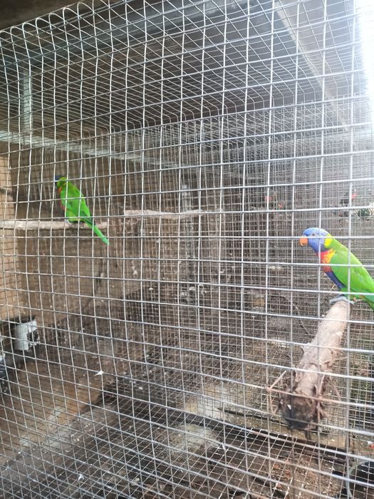 Loris molucanos para criar a mão e casal reprodutor