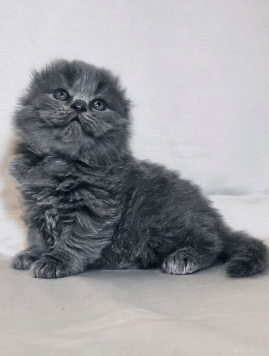 Котёнок шотландский голубой Скоттиш Фолд