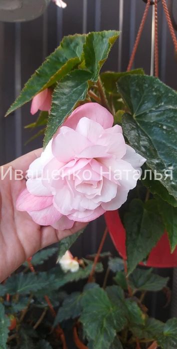 Ампельная бегония