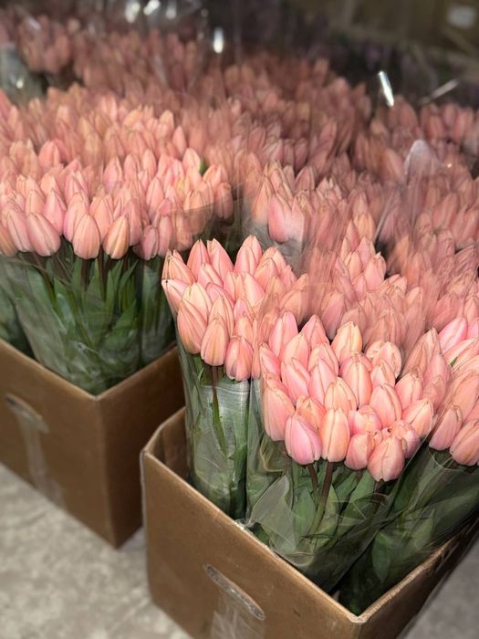 Наш ТЮЛЬПАН на опт