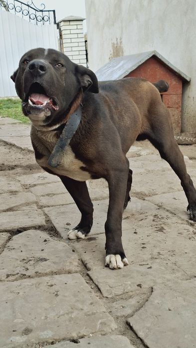 Собака безкоштовно