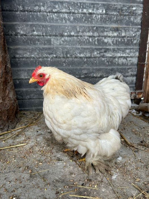 Kury Koguty kogut Kochin karzelek miniaturowy  lokowany