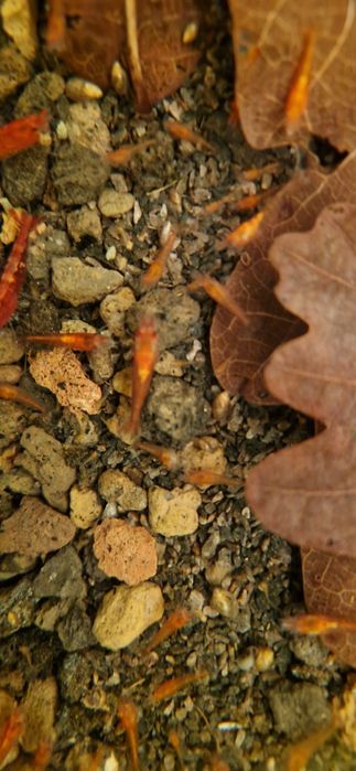 Krewetki słodkowodne Neocaridina Davidi var. Red Cherry