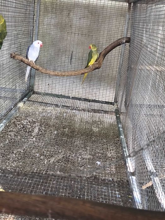 Marianinhas cabeça canela calção verde