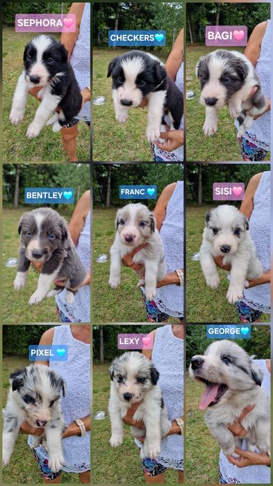 #CHECKERS  Szczeniak Border Collie ZKwP FCI juz do odbioru