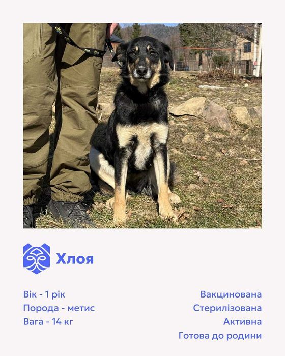 Хлоя (дівчинка) шукає дім!