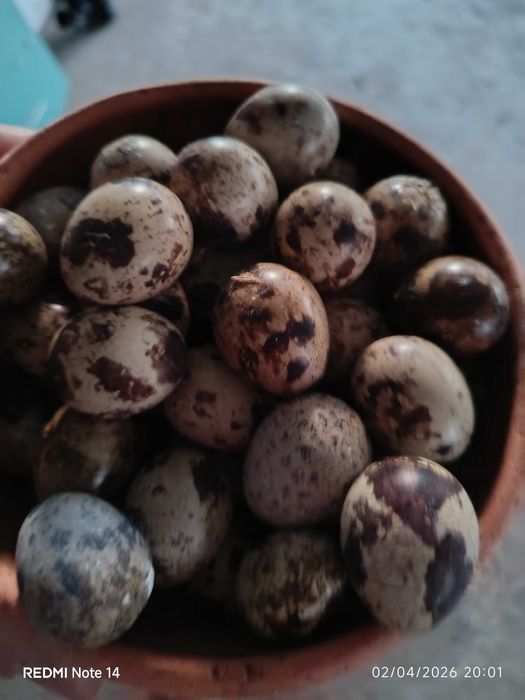 Ovos de codorniz voo