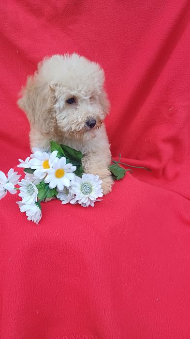 Я милий  хлопчик-той-Пудель.