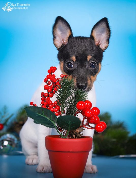 Девочка американского той фокс терьера!