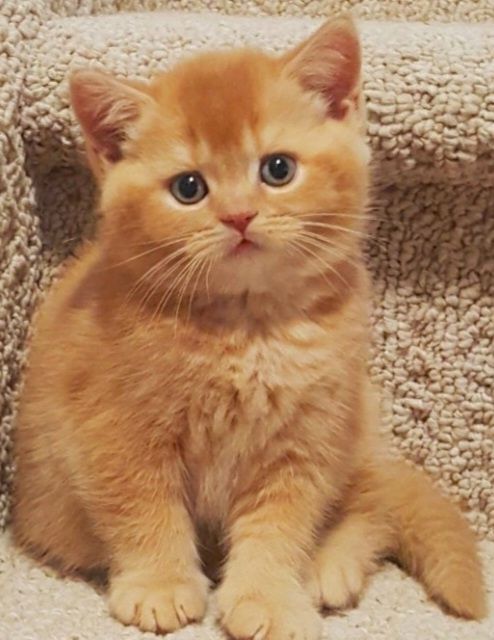 Очень красивый котик