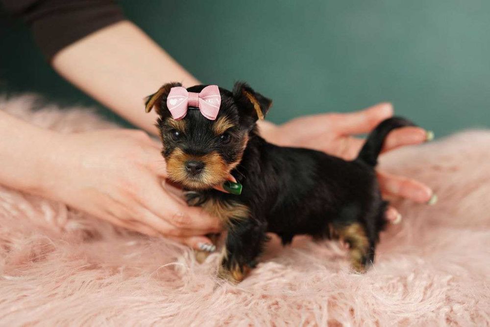 Йорк із душею поета!