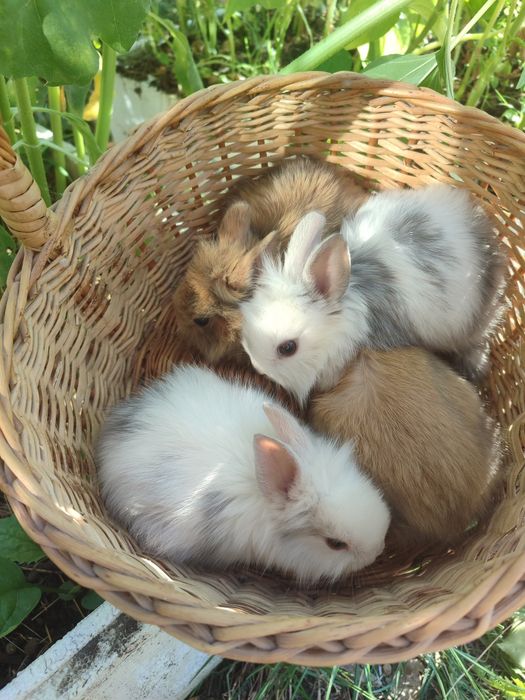 кролик карликовий  міні чорний отер маленький й  короткошерстний