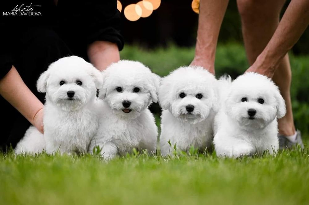 Монопородный питомник Бишон фризе предлагает к продаже щенков