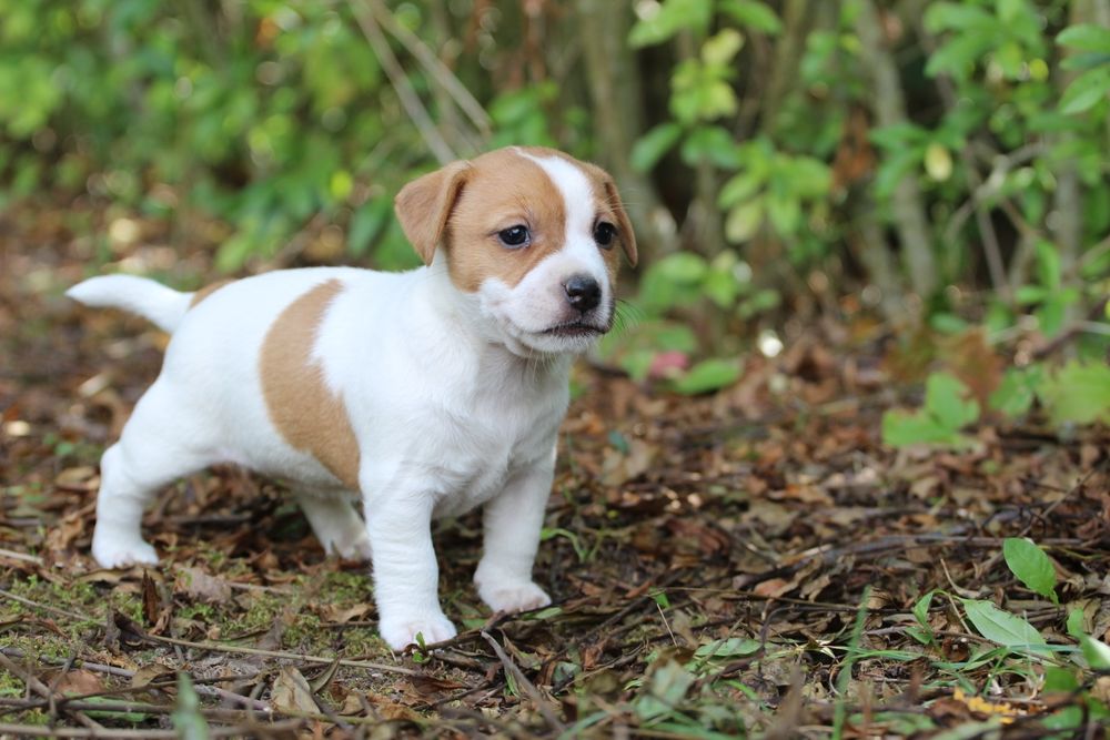 Suczka Jack Russell Terrier