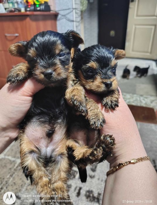 Щенки Йорширский Терьер