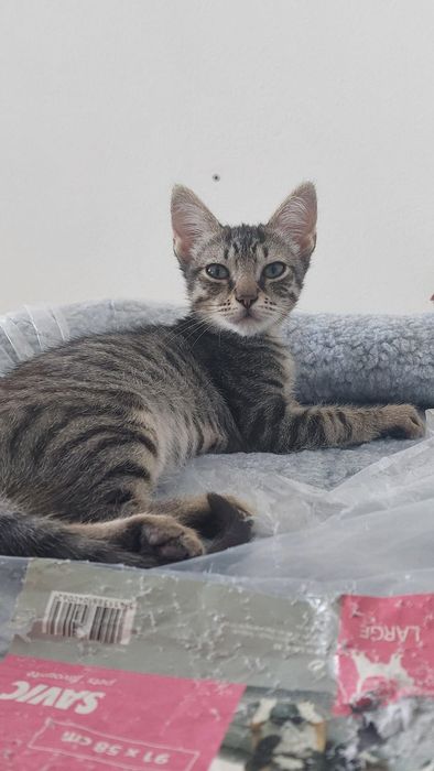 Gatinhos cinza bebés para adoção