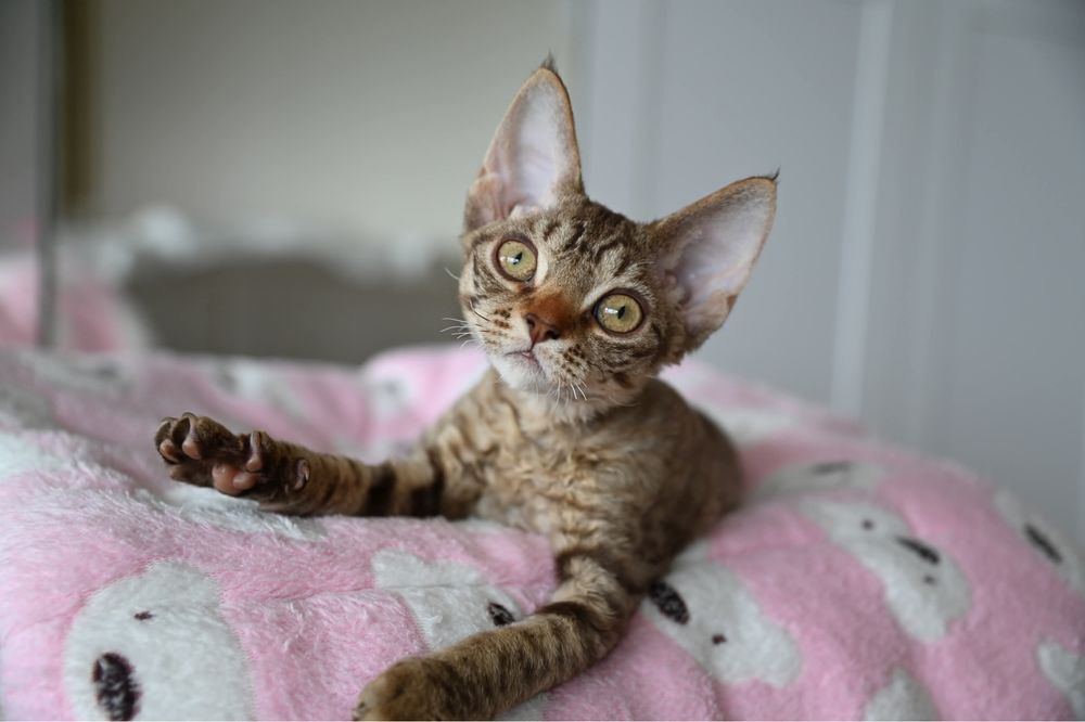 Koteczka Devon Rex Tofi